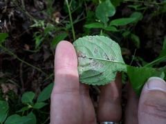 Puccinia komarovii