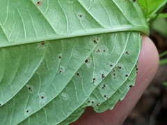 Puccinia komarovii