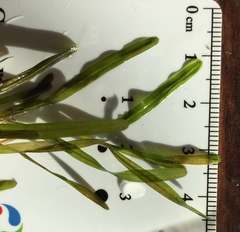 Potamogeton obtusifolius