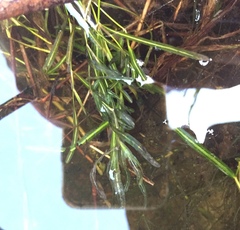 Potamogeton obtusifolius