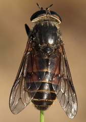 Hybomitra arpadi