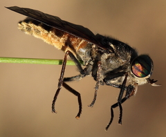 Hybomitra arpadi