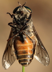 Hybomitra arpadi