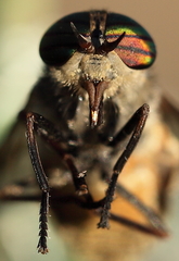 Hybomitra arpadi