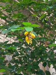 Gmelina philippensis