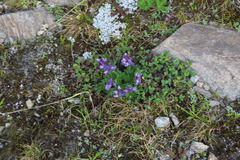 Corydalis conorhiza