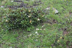Rhododendron caucasicum