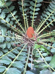 Encephalartos ferox