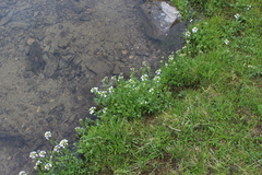 Cardamine uliginosa
