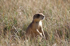 Cynomys parvidens