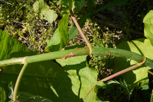 Image of Reynoutria sachalinensis by (c) Patrick Hacker, some rights reserved (CC BY)