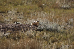 Cynomys parvidens