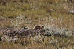Cynomys parvidens