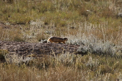 Cynomys parvidens