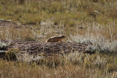 Cynomys parvidens