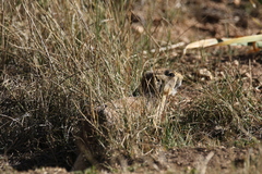 Cynomys parvidens