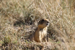 Cynomys parvidens