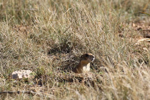 Cynomys parvidens