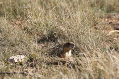 Cynomys parvidens