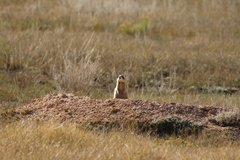 Cynomys parvidens