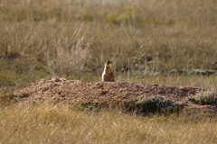 Cynomys parvidens