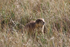 Cynomys parvidens