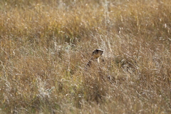 Cynomys parvidens