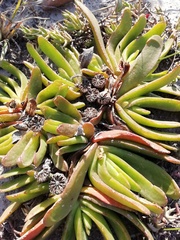 Glottiphyllum