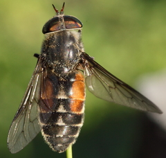 Hybomitra bimaculata