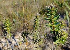 Lobostemon daltonii