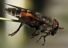 Hybomitra bimaculata