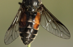 Hybomitra bimaculata
