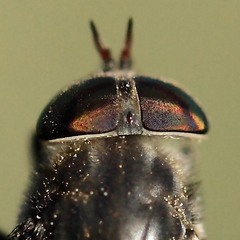 Hybomitra bimaculata
