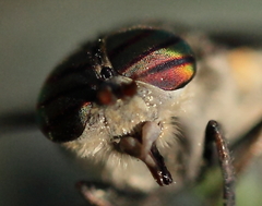 Hybomitra bimaculata