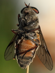 Hybomitra bimaculata