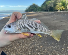 Surf Croaker photo 2