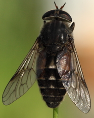 Hybomitra bimaculata