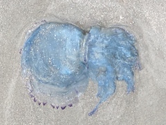 Dactyliophorae