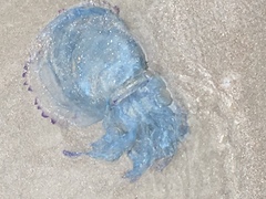 Dactyliophorae