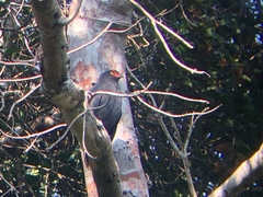 Buteogallus schistaceus