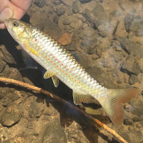 Piabucina boruca