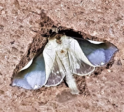 Strophocerus cossoides