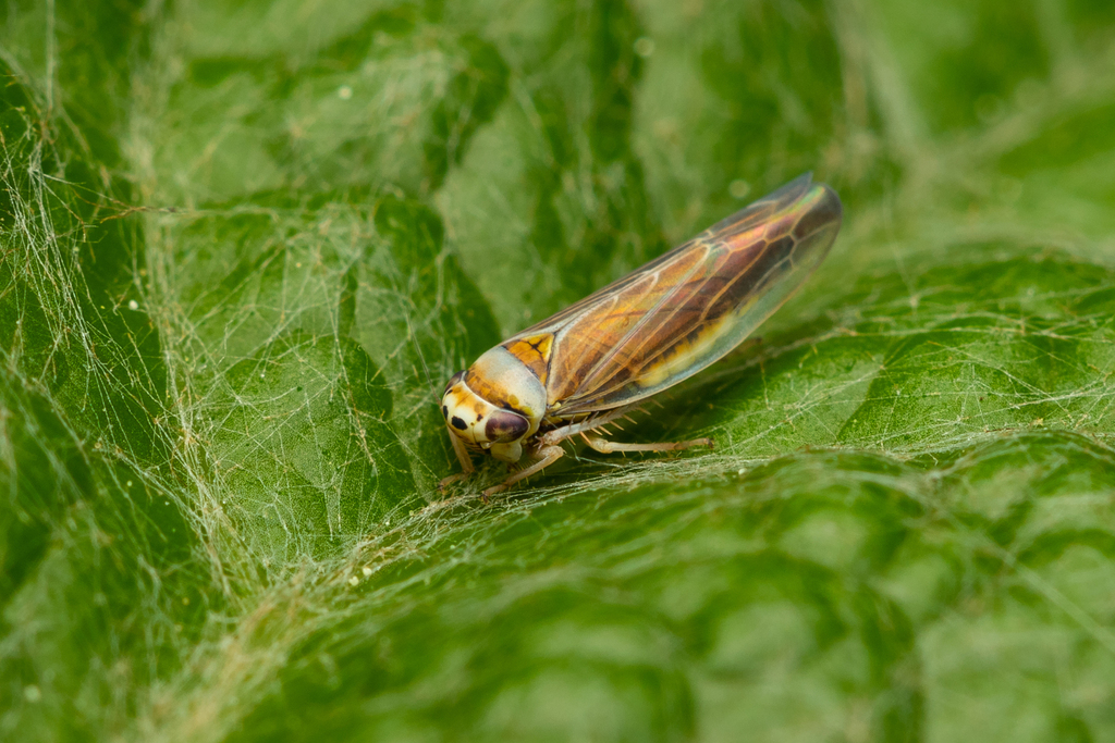Colladonus torneellus