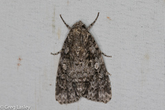 Acronicta brumosa