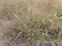 Panicum miliaceum ruderale