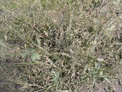 Panicum miliaceum ruderale