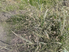 Panicum miliaceum ruderale
