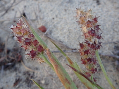 Cenchrus tribuloides