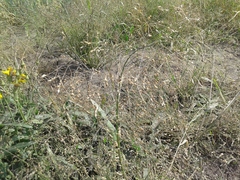 Panicum miliaceum ruderale