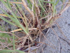 Cenchrus tribuloides